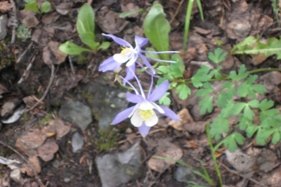 ../image/day 3 hike to bridal veil falls columbine.jpg